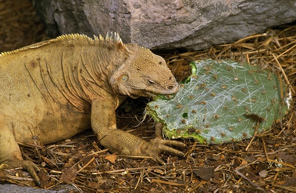 Galapagos Land Iguana