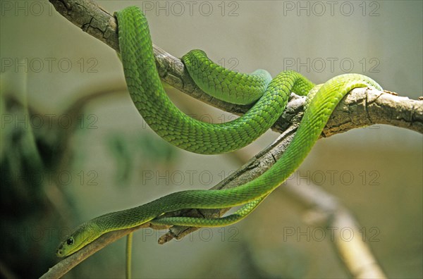 Green Mamba