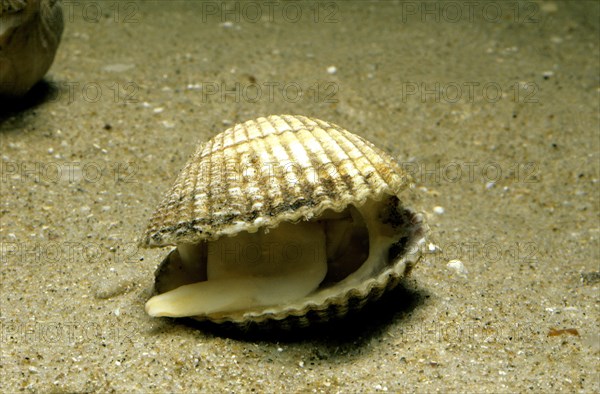 Common cockle