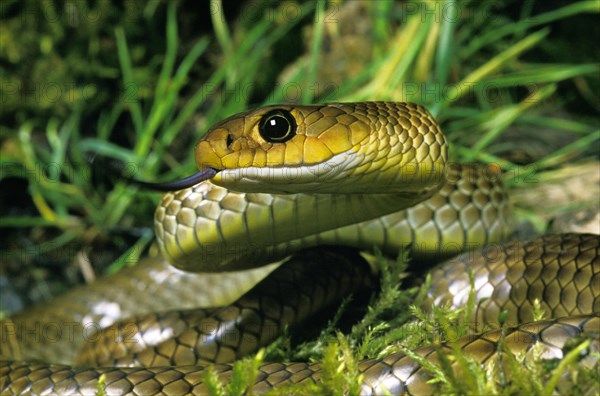 Indo Chinese Rat Chinese ratsnake