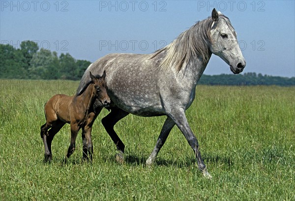 LUSITANO HORSE