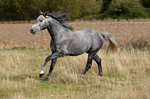 LUSITANO HORSE GALLOPS THROUGH MEADOW