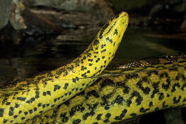 YELLOW ANACONDA