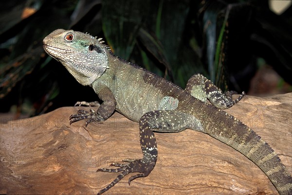 Australian water dragon