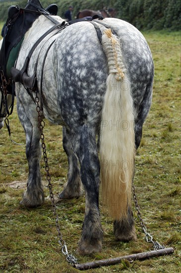 Percheron horse at work