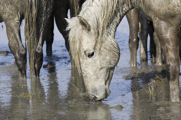 Camargue horse drinking in the marsh