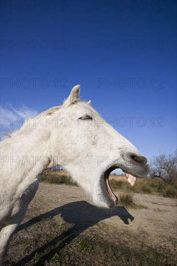 CAMARGUE HORSE