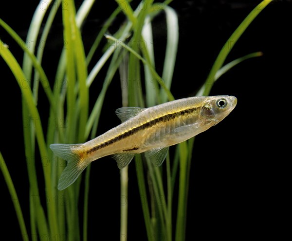 Red-tailed Rasbora