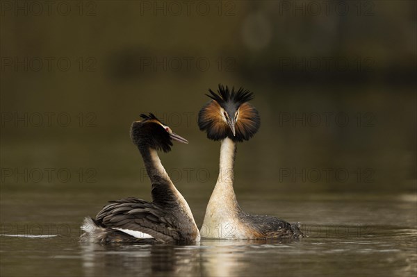 Great crested grebe