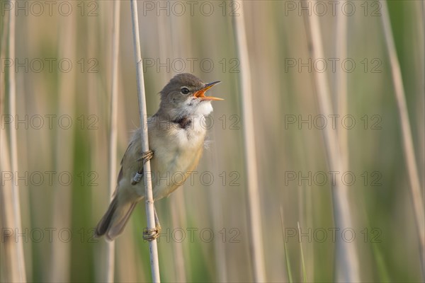 Reed warbler