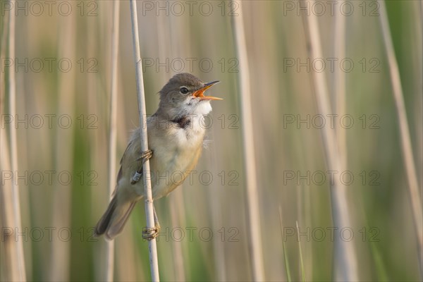 Reed warbler