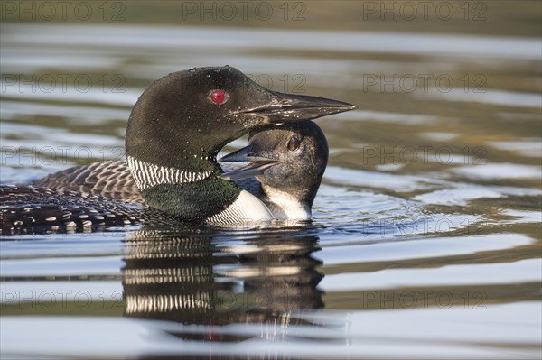 Great Northern Loon