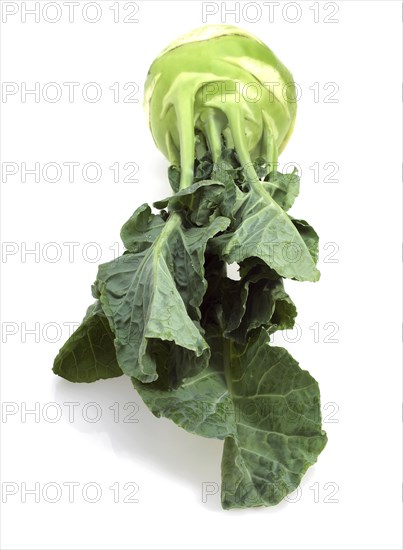 Kohlrabi