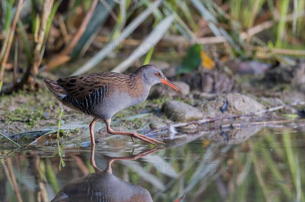 Water Rail