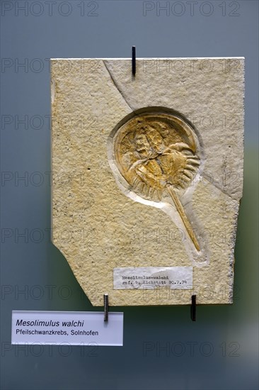 Fossilisation of a horseshoe crab