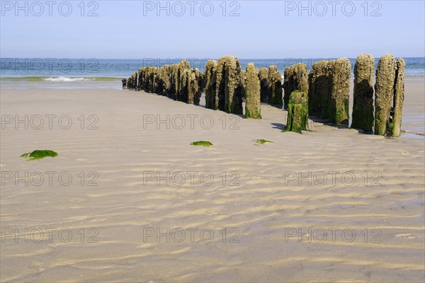 Algae-covered groynes in the evening at low tide