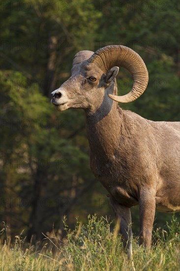 Bighorn sheep