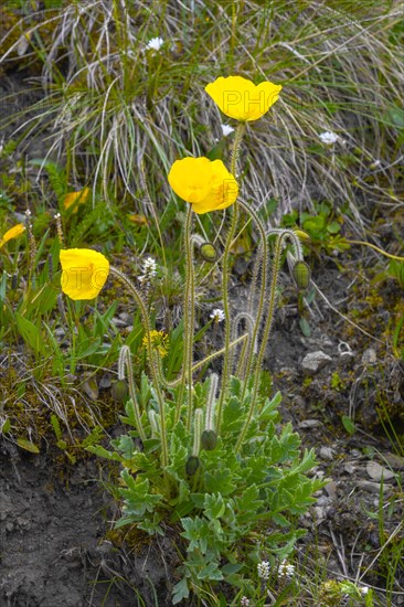 (Papaver) tianschanicum, Sary Jaz valley, Issyk Kul region, Kyrgyzstan, Asia