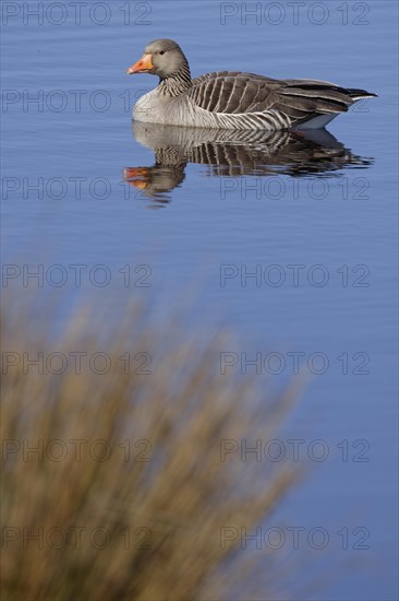 Greylag goose