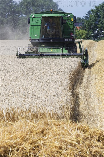 Wheat harvest with combine harvester