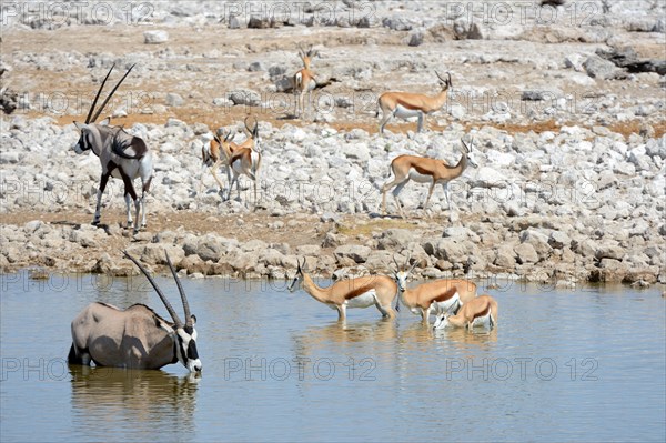 Gemsbok