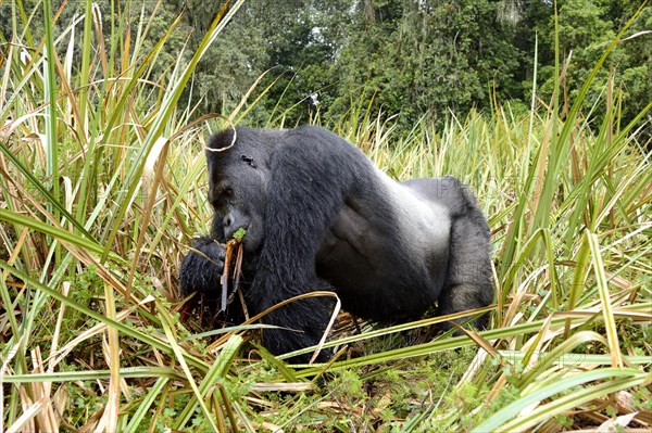 Eastern lowland gorilla