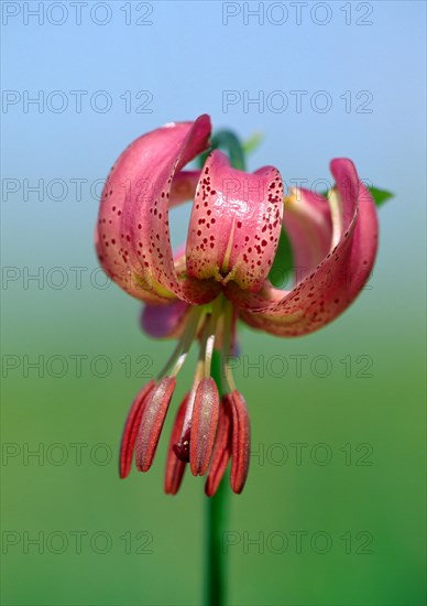 Martagon Lily