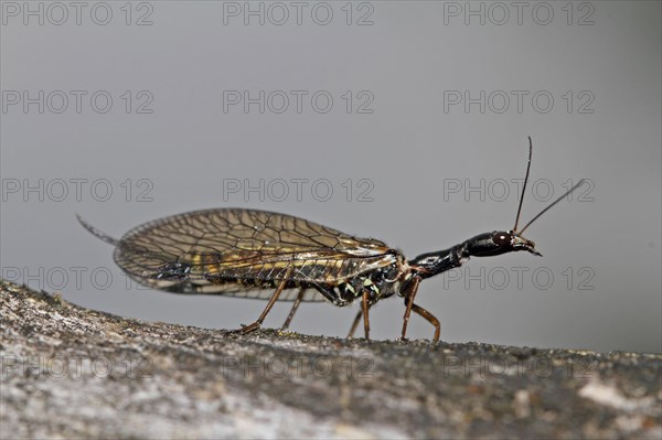 Camel neck fly