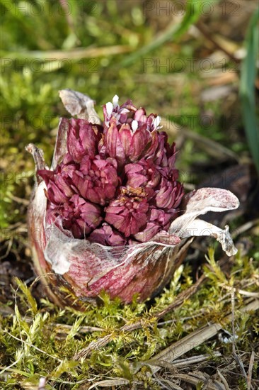 Red butterbur