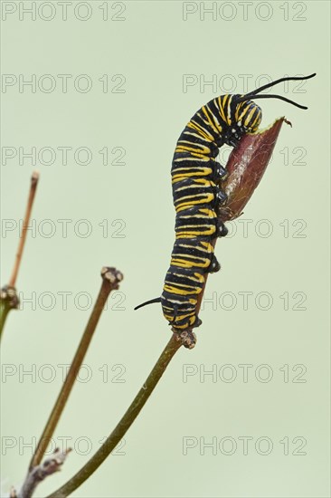 Caterpillar of the monarch butterfly