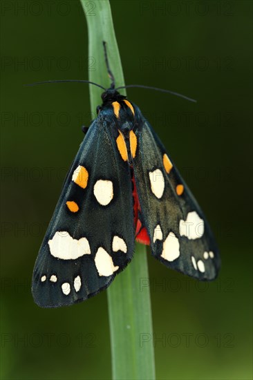 Scarlet Tiger Moth