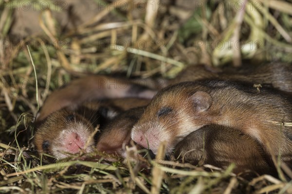 European Hamster