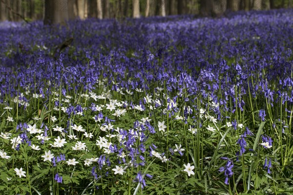 Bluebells