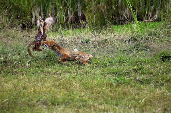 RED Fox