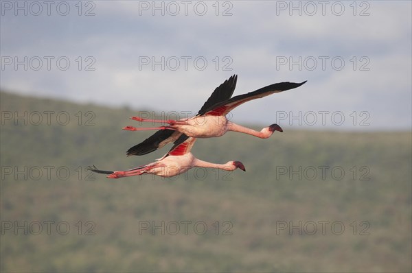 Lesser Flamingo