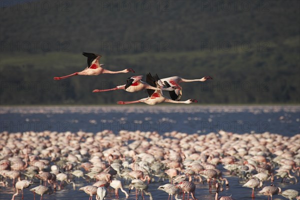 Lesser Flamingo