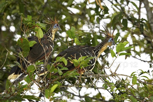 Hoatzin