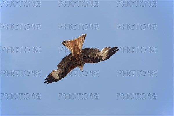 Red kite