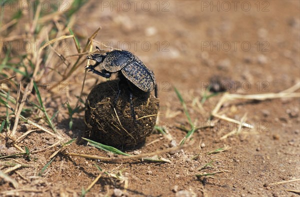 Dung beetle rolling dung ball