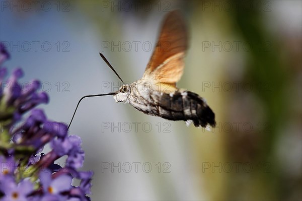 Hummingbird Hawk Moth