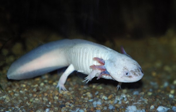 Axolotl