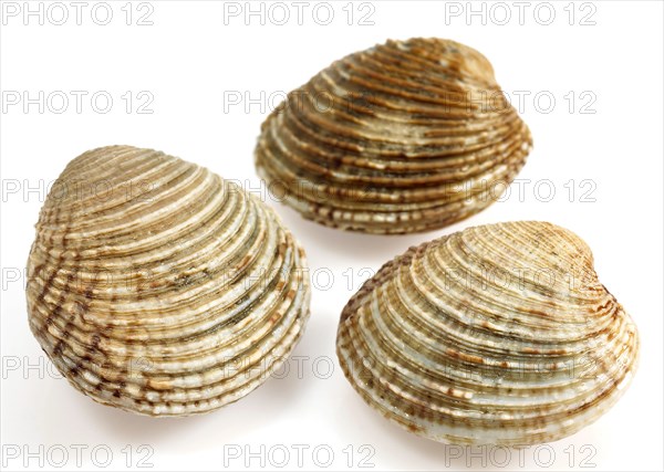 Shells