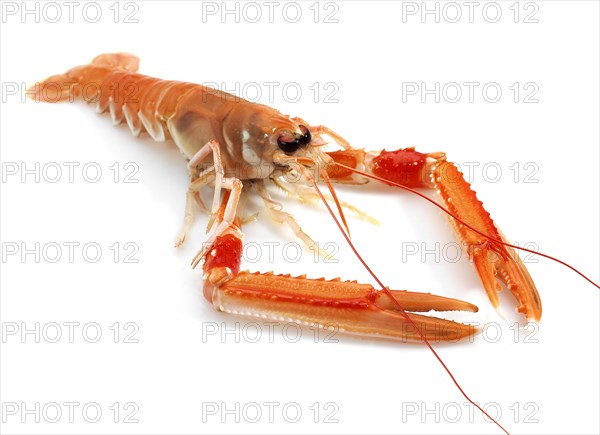 Dublin bay shrimp or Norway lobster