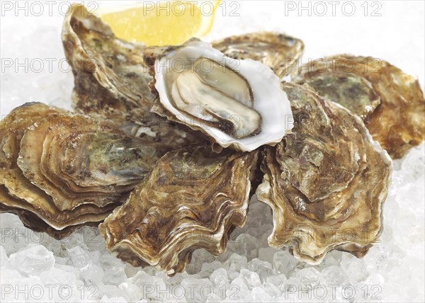 French oyster