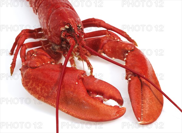 Boiled Lobster