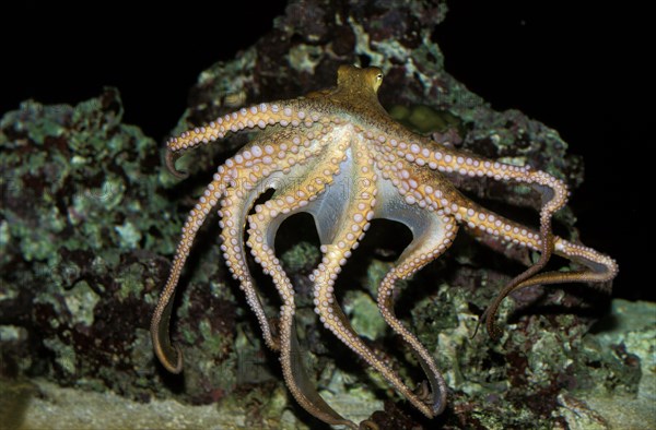 Octopus