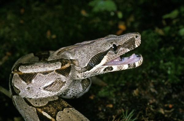 Boa constrictor