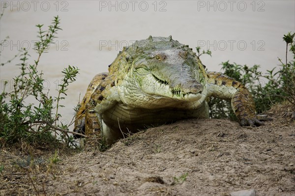 Orinoco Crocodile