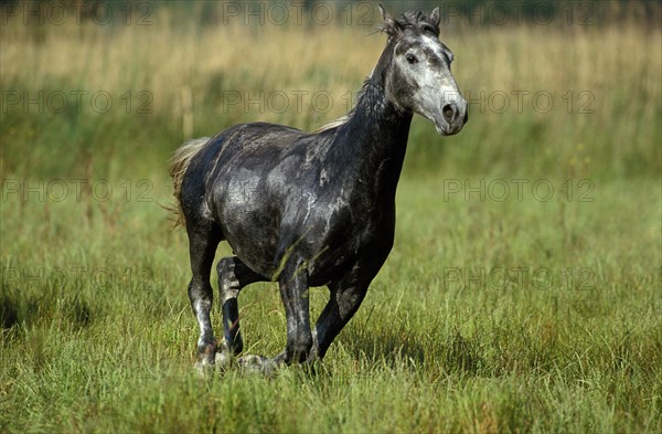 LIPIZZANER