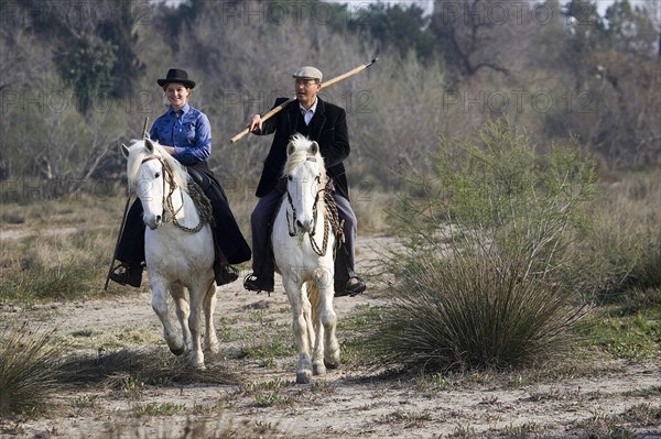 CAMARGUE HORSE